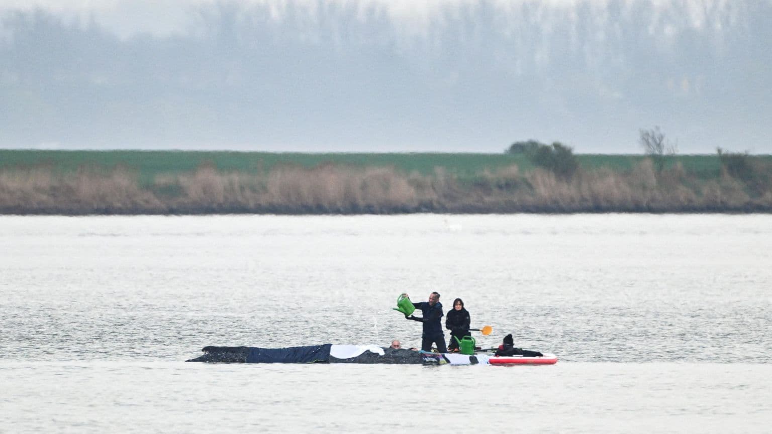 მაშველები ვეშაპის გადასარჩენად ჰაერის ბალიშებს იყენებენ